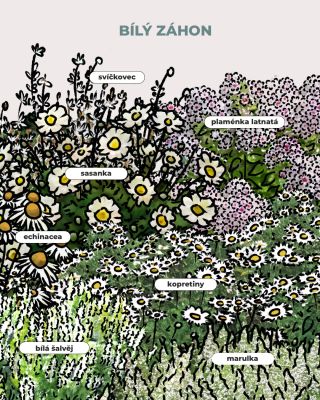 🌟 Chcete rozzářit zahradu? 🌟 Barevně jednoduchý záhon působí čistě a trochu slavnostně. 👼 Dokonale ladí s moderními domy,...