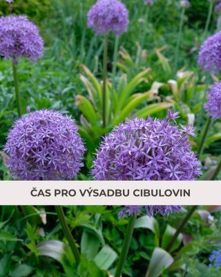 Koncem října a začátkem listopadu je ideální čas pro výsadbu cibulovin. 🧅🌷 To už do půdy mohou i tulipány 🌷 a lilie, které...